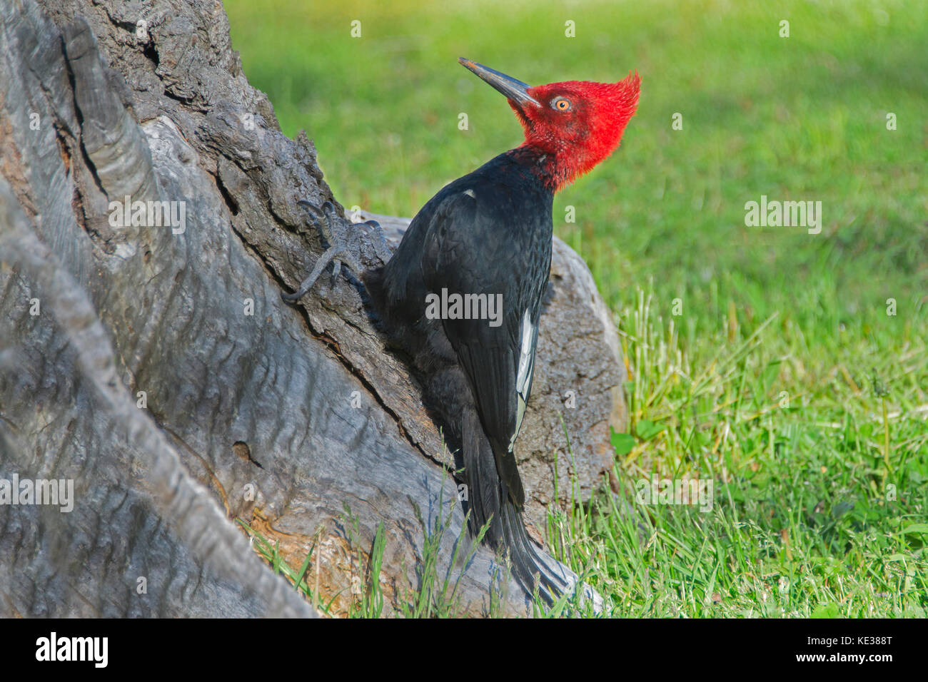 Männliche magellanschen Specht (Campephilus Magellanicus) Nationalpark Los Glaciares, südlichen Argentinien Stockfoto