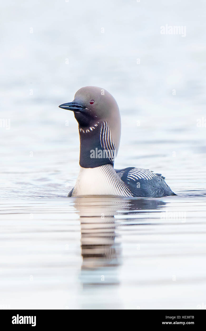 Nach Pacific Eistaucher (Gavia Pacifica), Victoria Island, Nunavut, Arktis Kanada Stockfoto