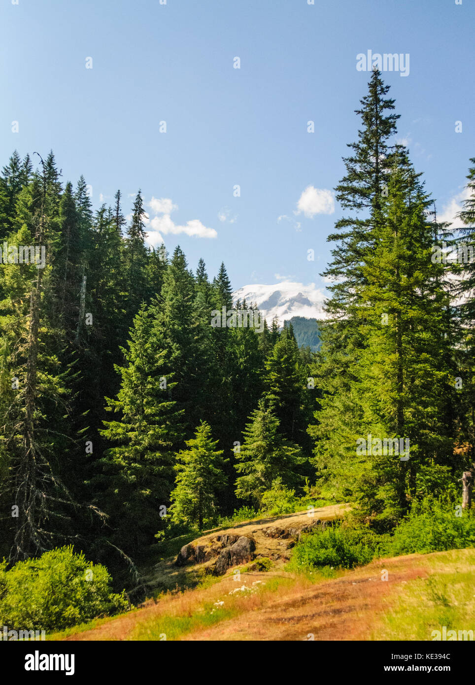 Wald in der Nähe von Mount Rainier's Box Canyon Stockfoto