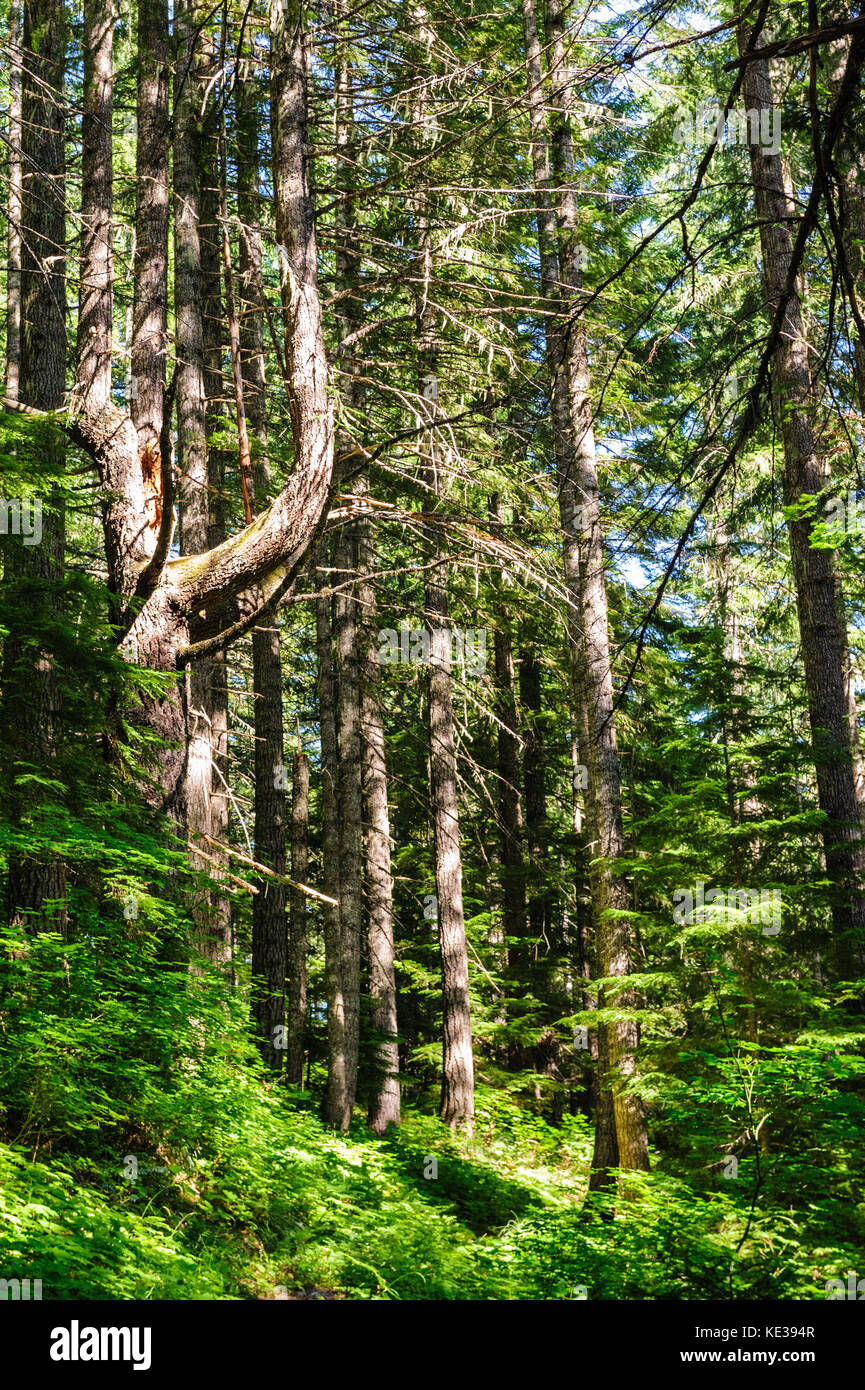 Wald in der Nähe von Mount Rainier's Box Canyon Stockfoto