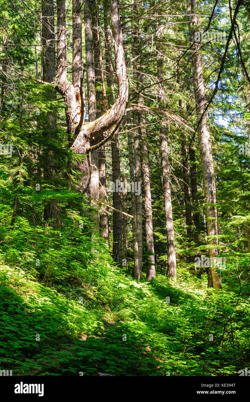 Wald in der Nähe von Mount Rainier's Box Canyon Stockfoto