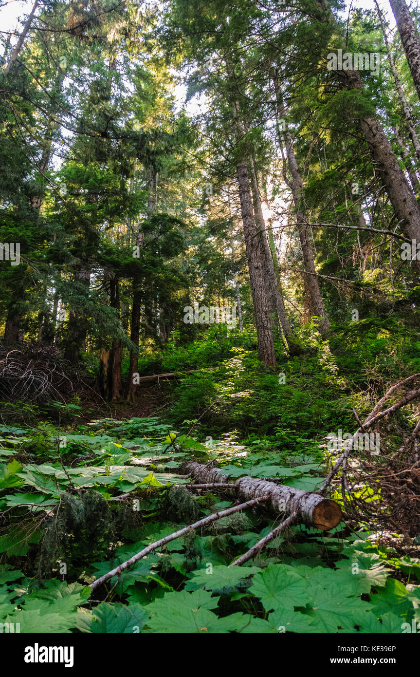 Wald in der Nähe von Mount Rainier's Box Canyon Stockfoto