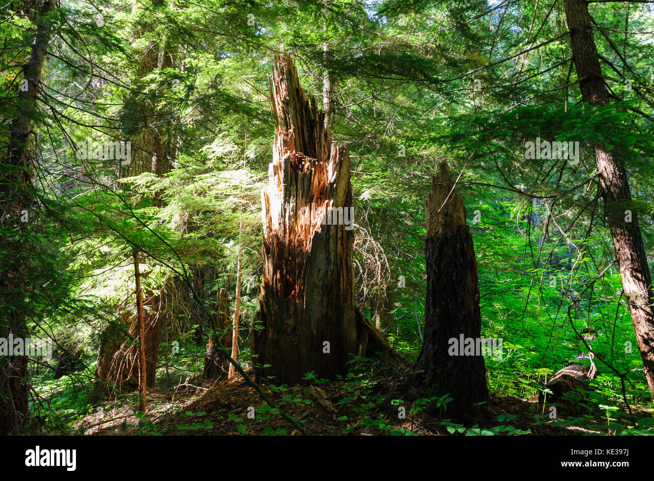Wald in der Nähe von Mount Rainier's Box Canyon Stockfoto