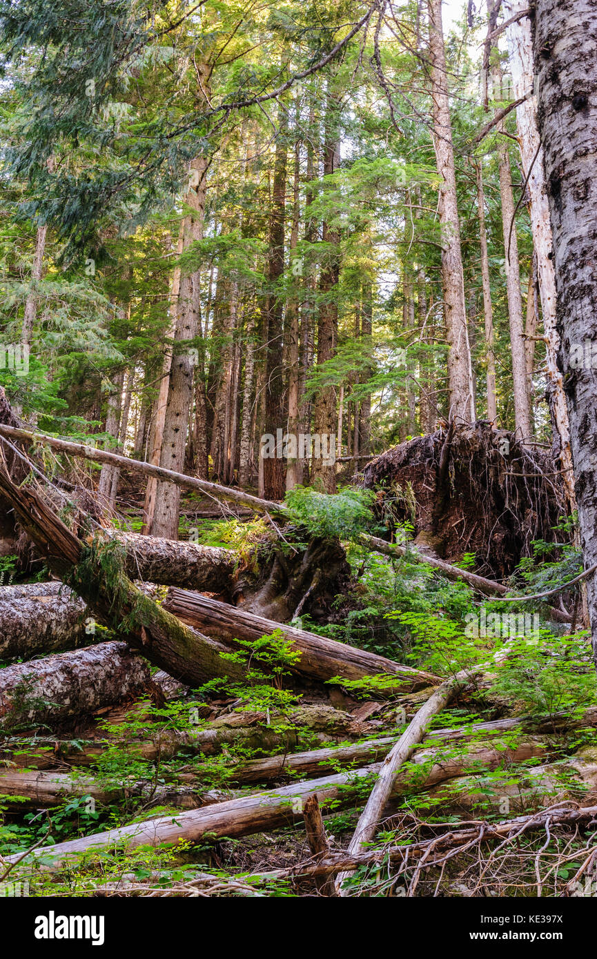 Wald in der Nähe von Mount Rainier's Box Canyon Stockfoto