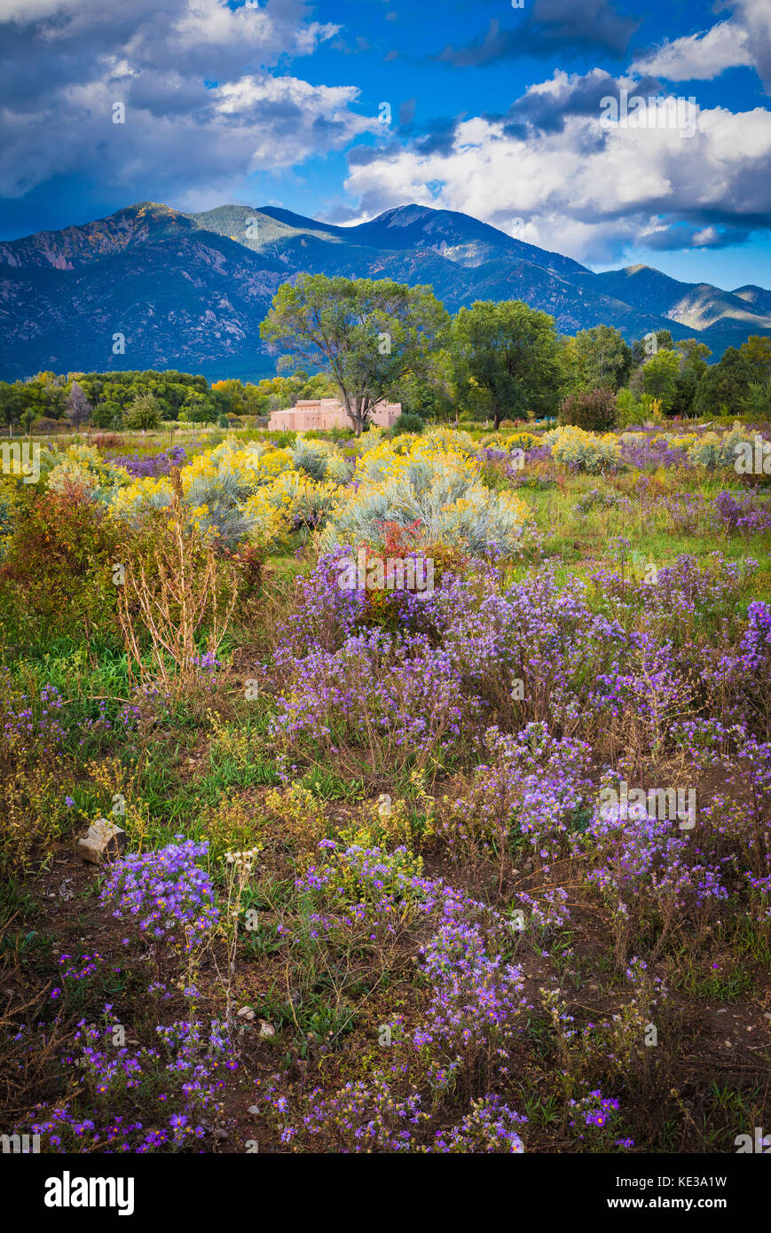 Wildblumen und Pueblo Peak in Taos, New Mexico Stockfoto