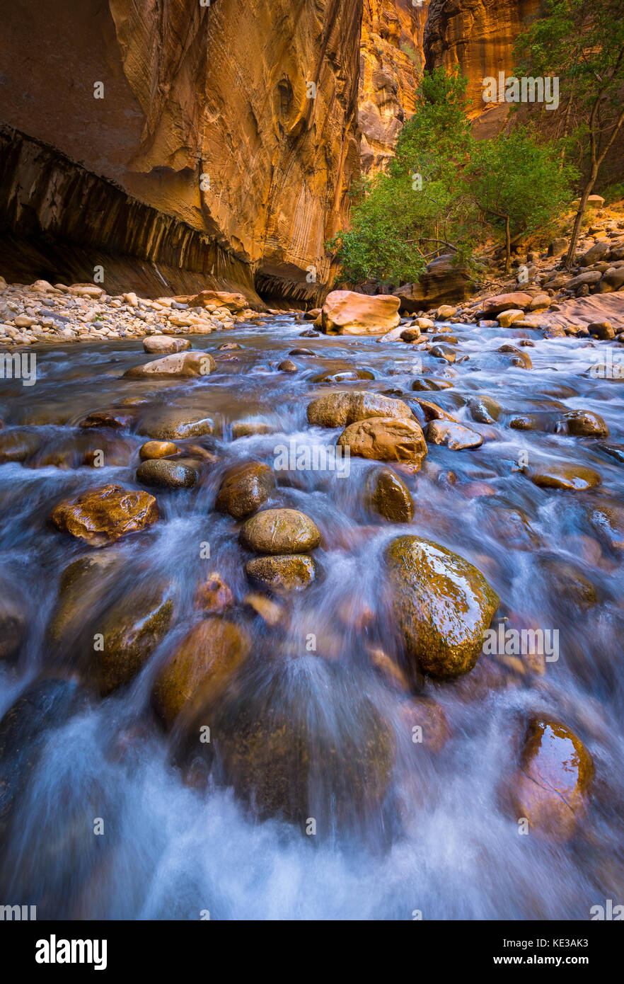 Die narrows in Zion National Park (in der Nähe von Springdale, Utah) ist ein Bereich des Canyons auf der North Fork des Virgin River. Die Wanderung Der verengt wird auf Stockfoto