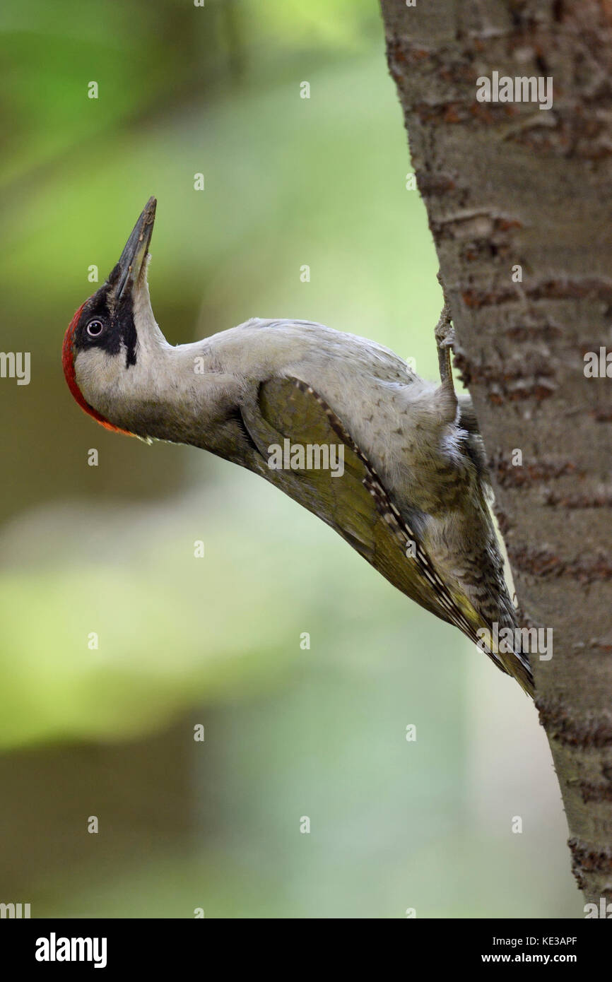 Grünspecht / grünspecht (picus viridis), bis auf einen Baum Stamm, typische Pose, Europa. Stockfoto