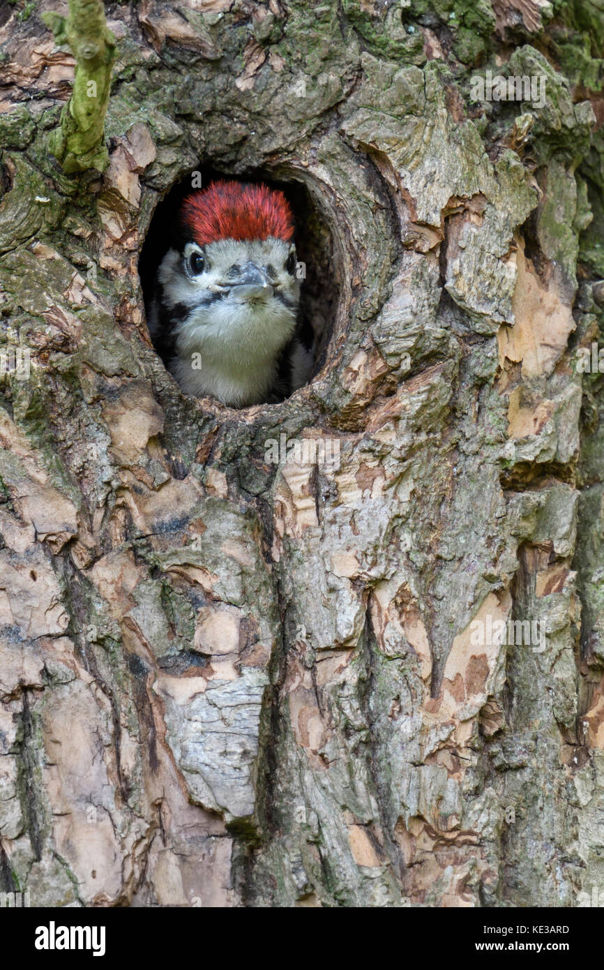 Größere / Buntspecht / buntspecht (Dendrocopos major), juvenile, Küken, die aus dem Nest hole, Europa. Stockfoto