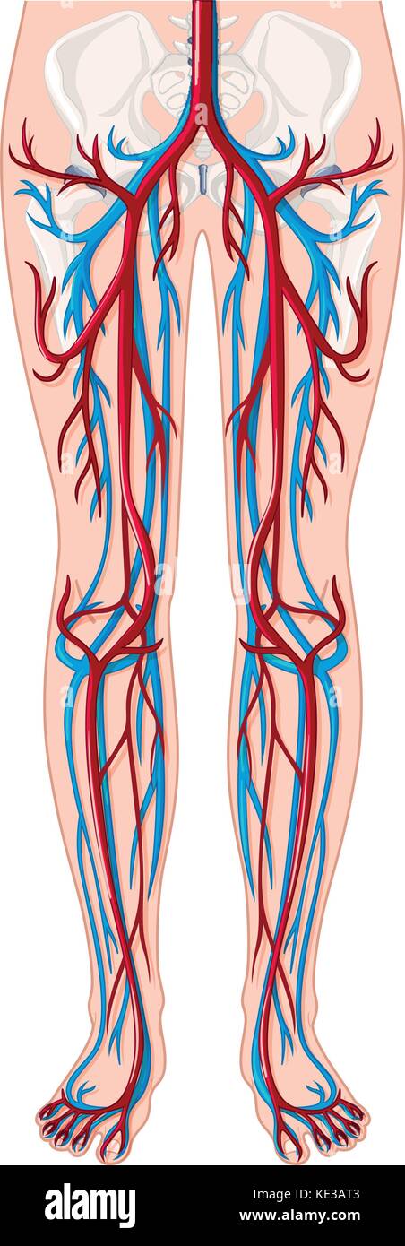 Die Blutgefäße in Menschen, Abbildung Stock Vektor