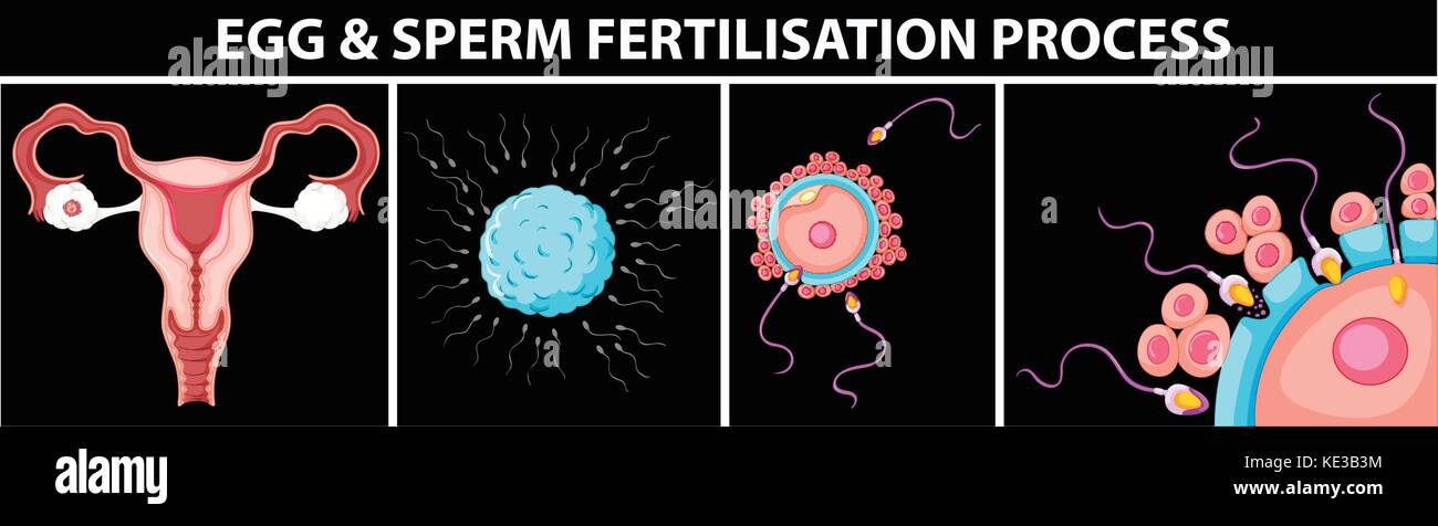 Ei und Samenzellen Düngung Abbildung Stock Vektor