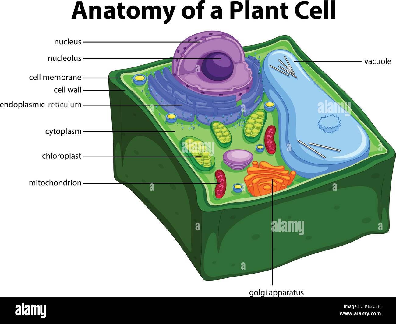 Darstellung der Anatomie der pflanzlichen Zelle Abbildung Stock Vektor