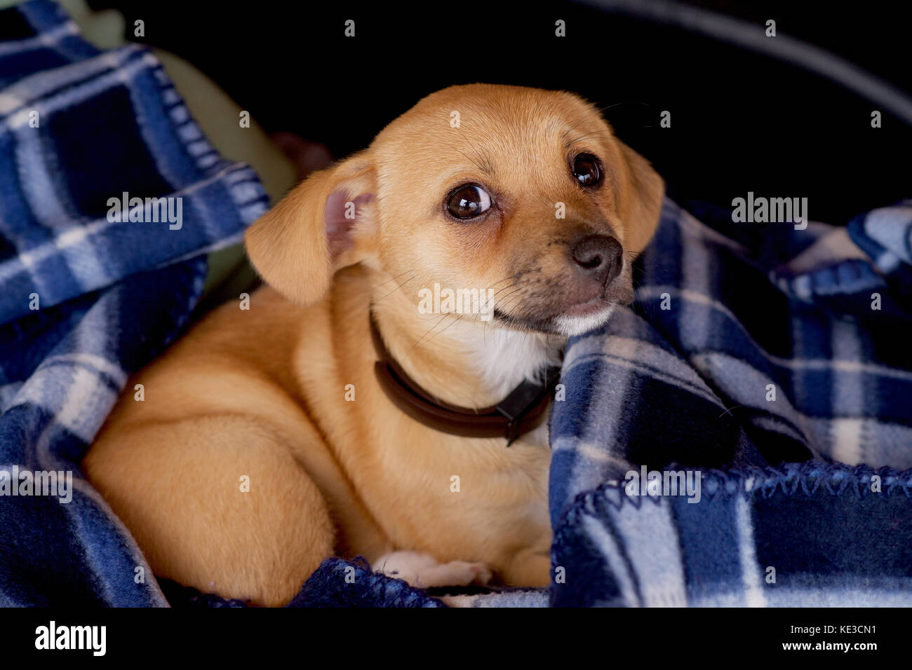 Eine tan farbigen Welpe mit weißen Socken in einer Decke Stockfoto