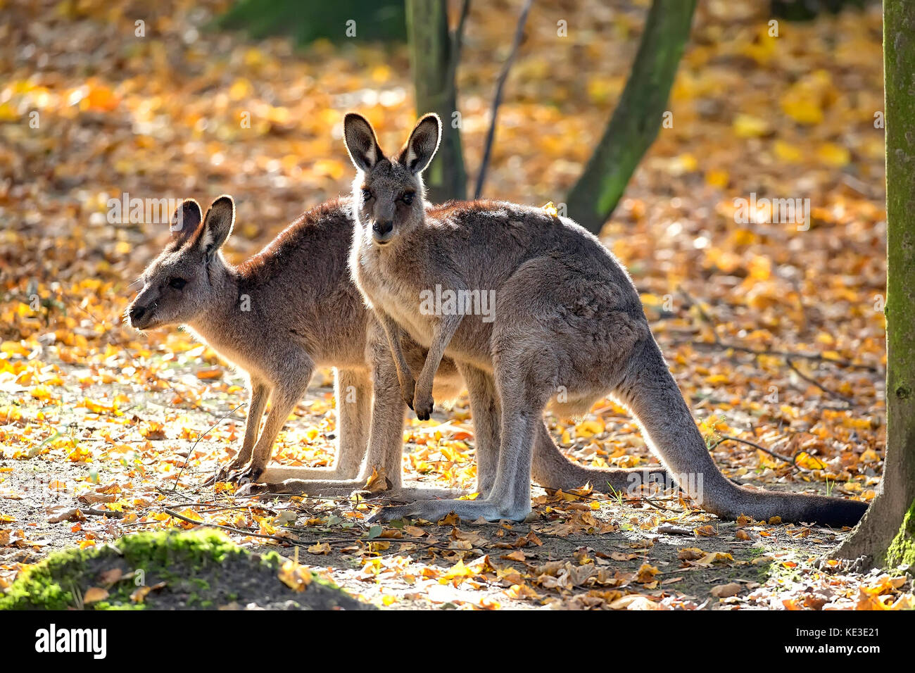 Eastern Grey Kangaroo in einem Clearing Stockfoto