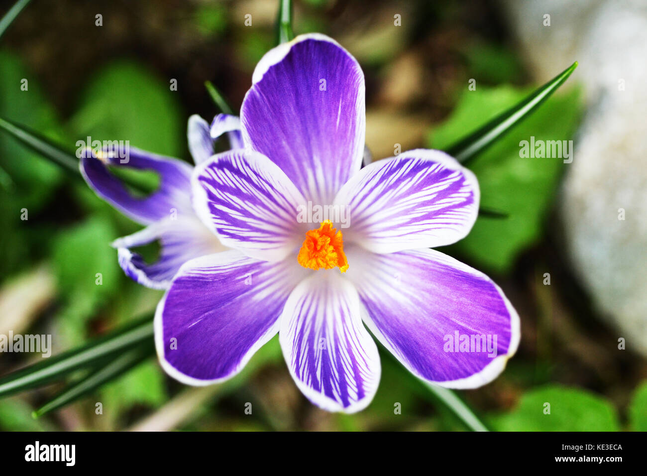 Pickwick Crocus Detail. Die Draufsicht zeigt die seltsamen violett-weiß gestreiften Kronblätter Stockfoto