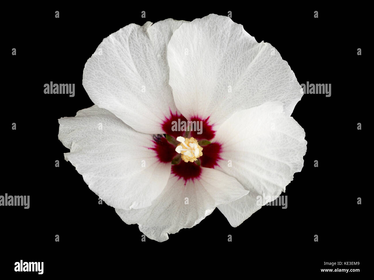Hibiskus Blume Nahaufnahme auf schwarzem Hintergrund Stockfoto