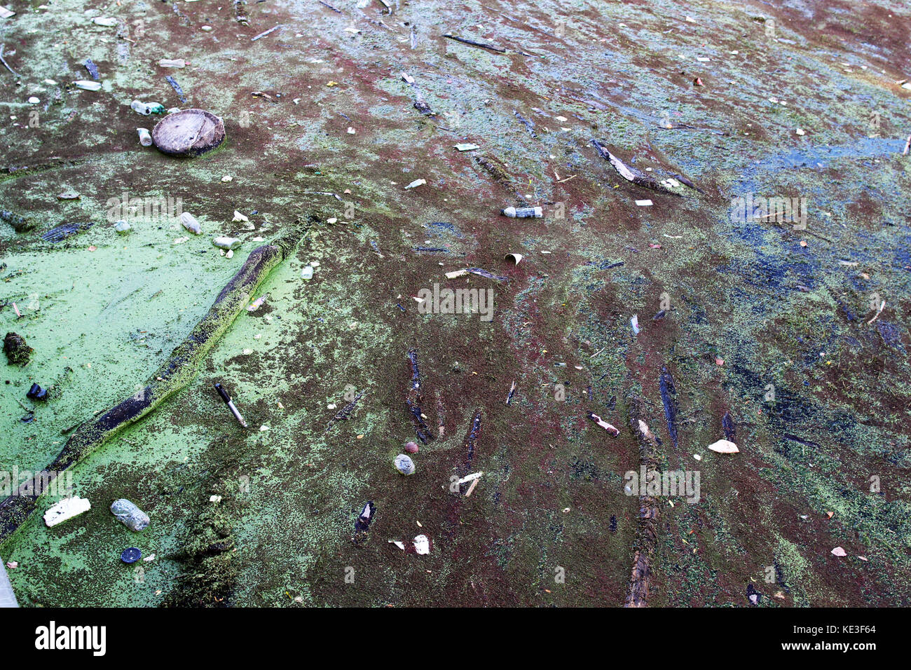 Wasserverschmutzung. Garbage schwimmt auf der Oberfläche des Flusses. Stockfoto