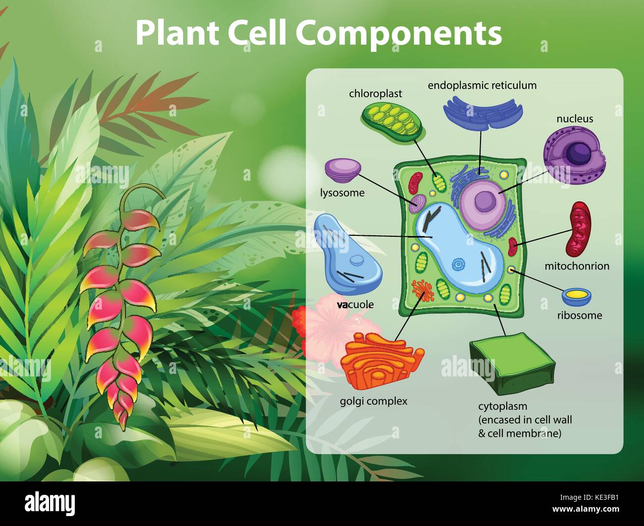 Pflanzenzelle Komponenten Diagramm Abbildung Stock Vektor