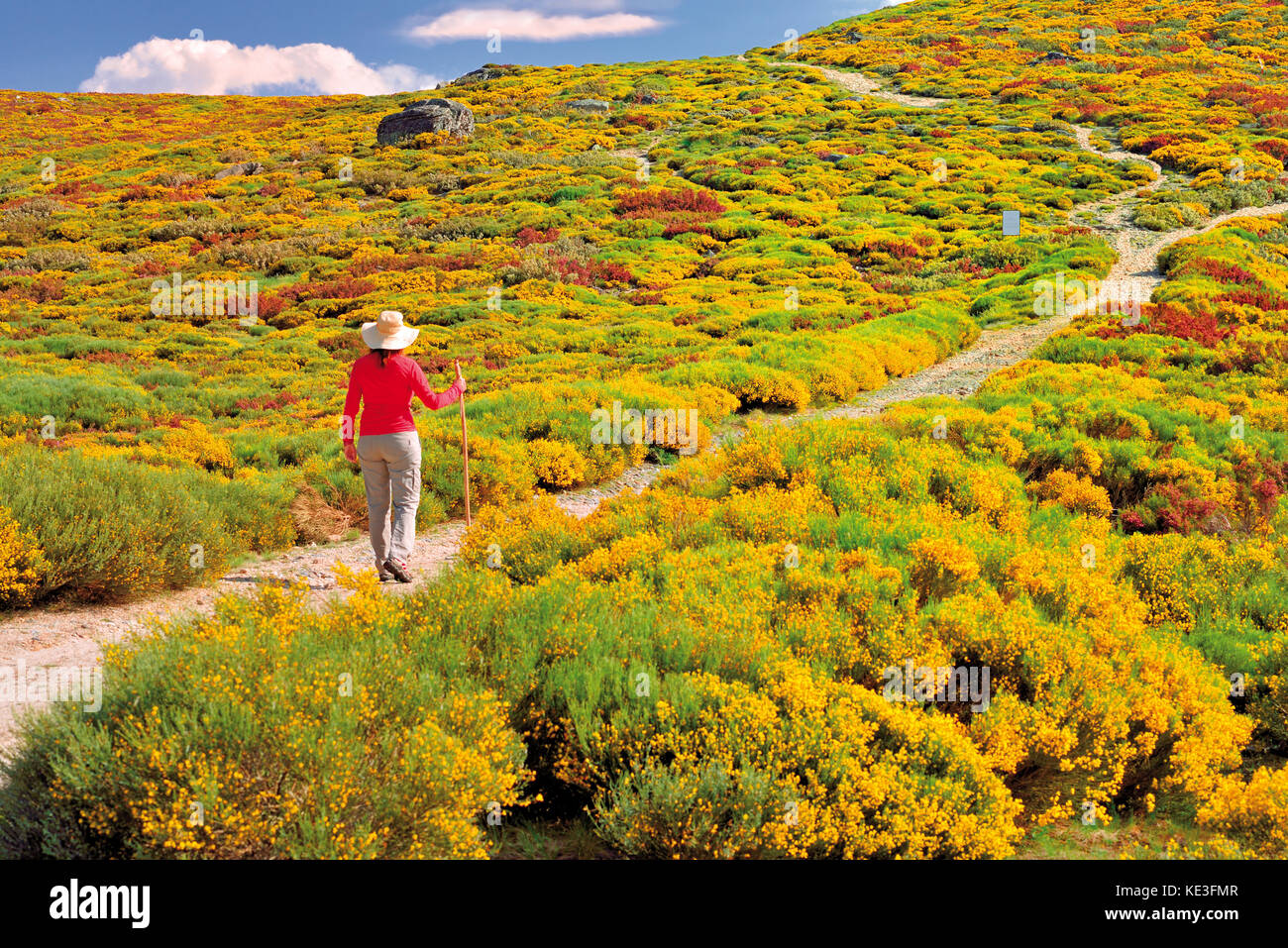 Frau mit Hut und rotem T-Shirt, die mitten in der gelb blühenden Bergvegetation und den Büschen spazierengeht Stockfoto