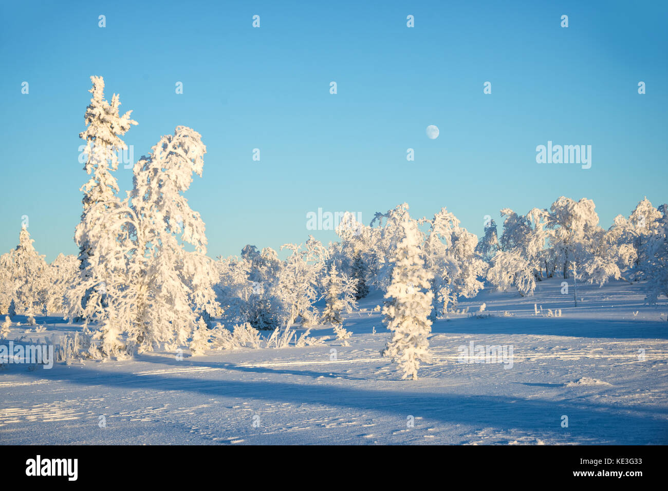 Verschneite Landschaft, gefrorene Bäume im Winter in Saariselka, Lappland, Finnland Stockfoto