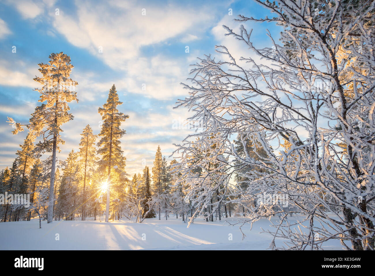 Verschneite Landschaft bei Sonnenuntergang, gefrorene Bäume im Winter in Saariselka, Lappland, Finnland Stockfoto