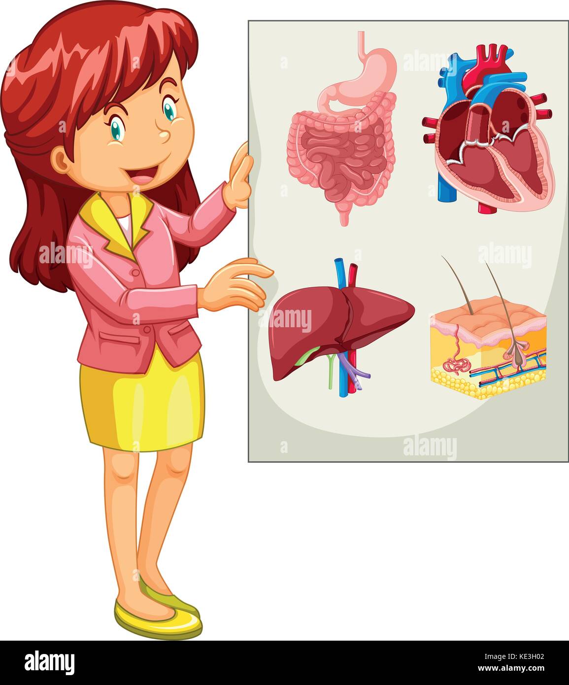 Frau Vorlage Diagramm der Organe Abbildung Stock Vektor