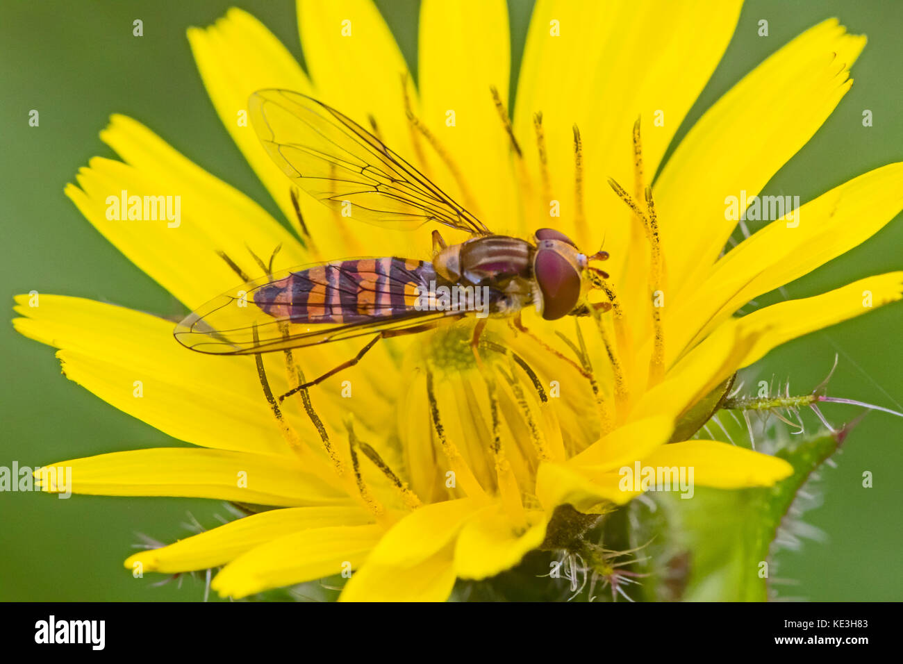 Ein marmalade hoverfly Fütterung auf Hawk's-Beard Stockfoto