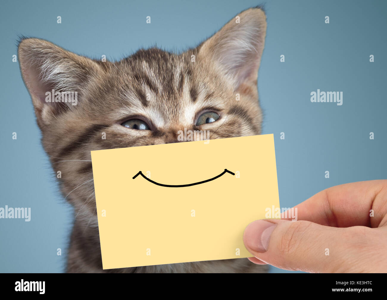 Happy Cat Closeup Portrait mit lustigen Lächeln auf Karton Stockfoto
