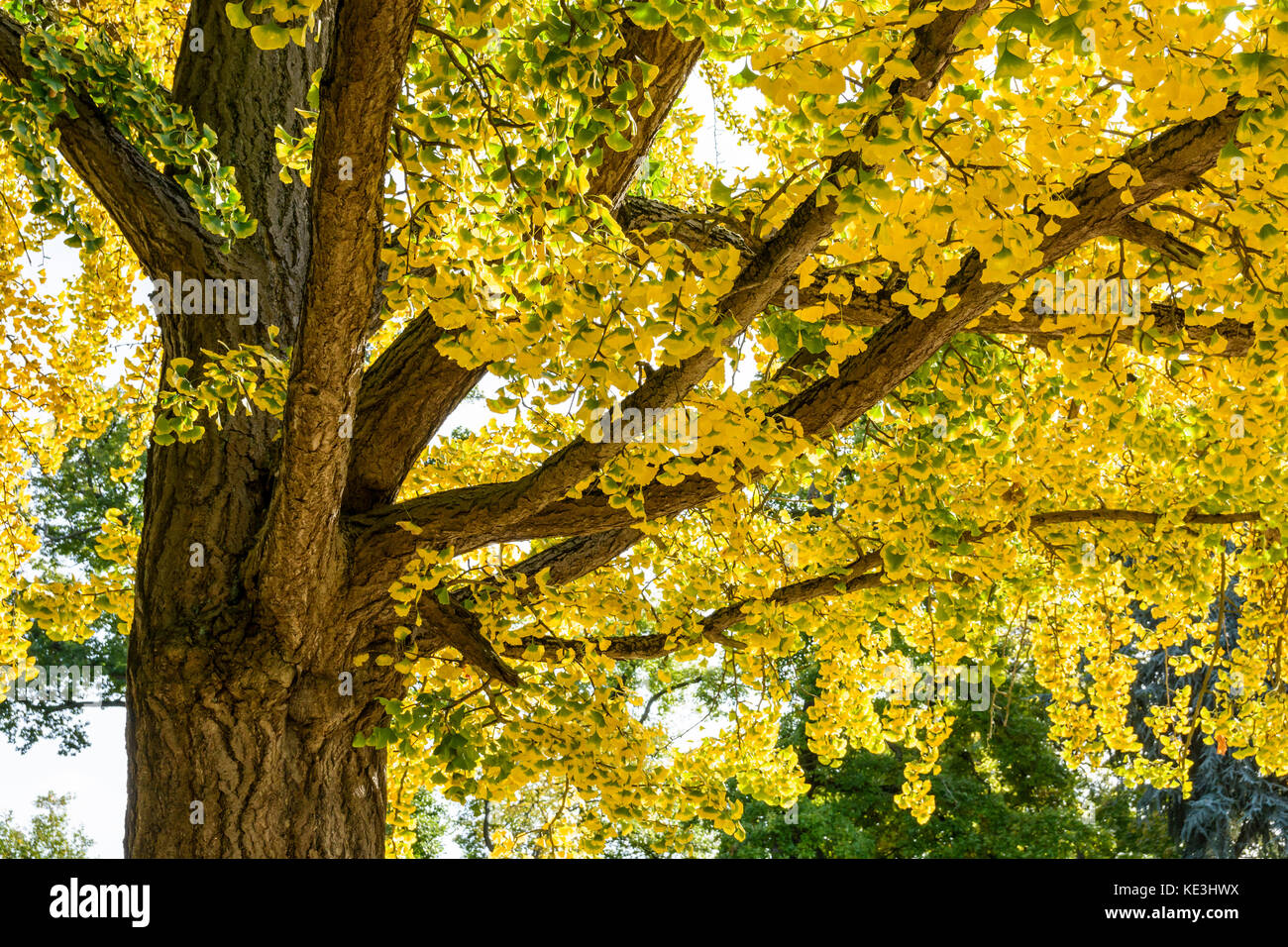 Ginkgo biloba Baum mit gelben Blätter im Herbst Stockfoto, Bild