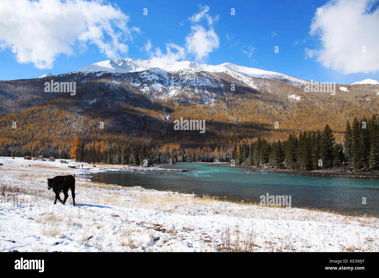 Xinjiang, China. Oktober 2017. (NUR FÜR REDAKTIONELLE VERWENDUNG. CHINA OUT) Herbstlandschaft des Kanas Lake, Nordwesten Chinas Xinjiang. Der Kanas Lake ist ein See in der Präfektur Altay in Xinjiang, China. Der See liegt in einem Tal im Altai-Gebirge, nahe der Nordspitze von Xinjiang und der Grenze der Provinz zu Kasachstan, der Mongolei und Russland. Quelle: ZUMA Press, Inc./Alamy Live News Stockfoto