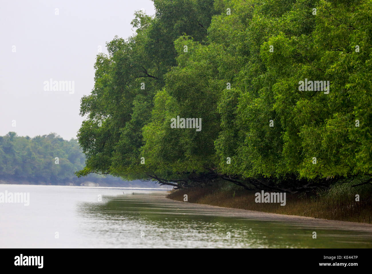 Weltweit größte Mangrovenwald Sundarbans, berühmt für die Royal Bengal Tiger und UNESCO-Weltkulturerbe in Bangladesch. Stockfoto