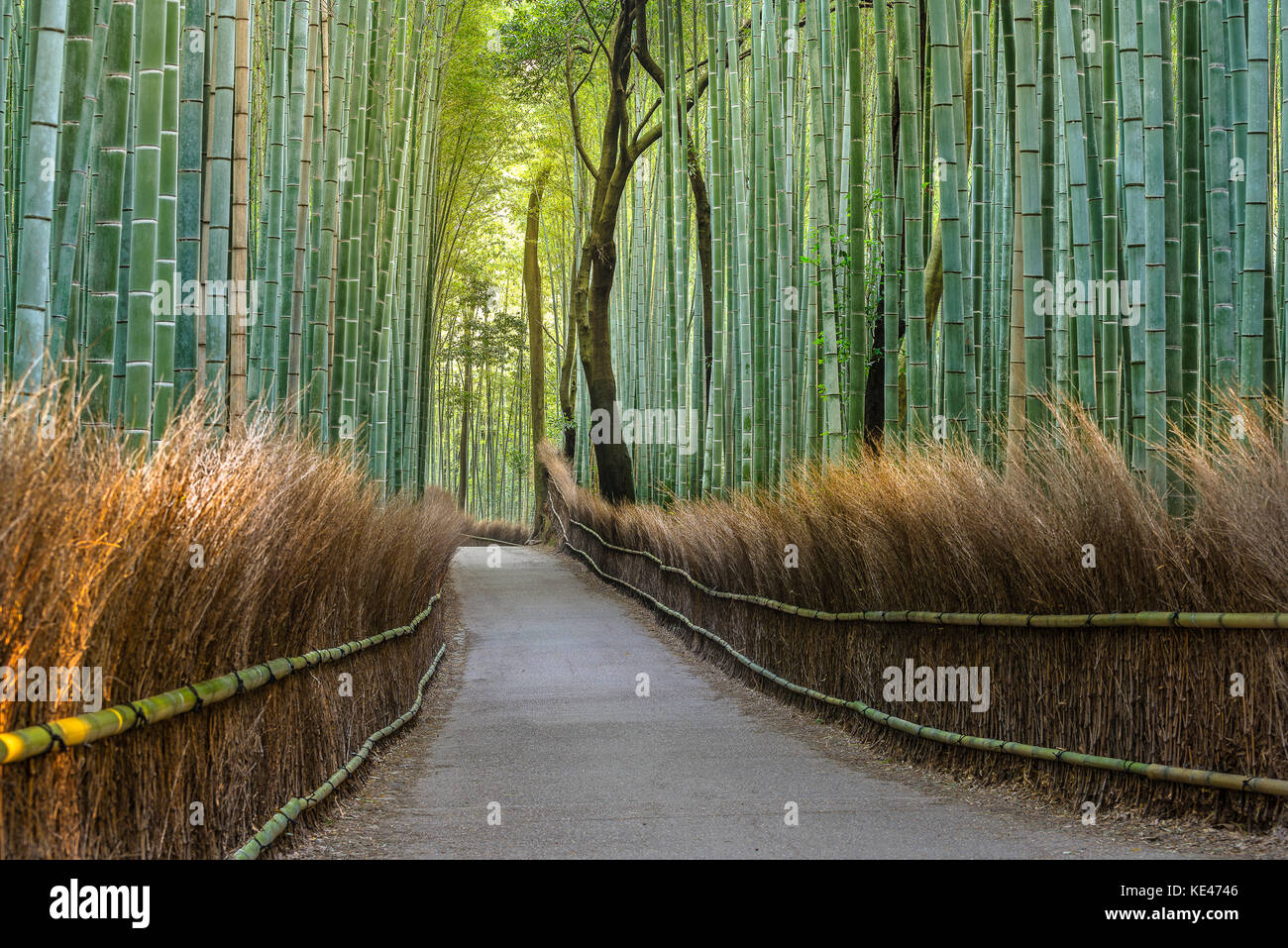 Grüner Bambus Wald Weg in Japan Stockfoto