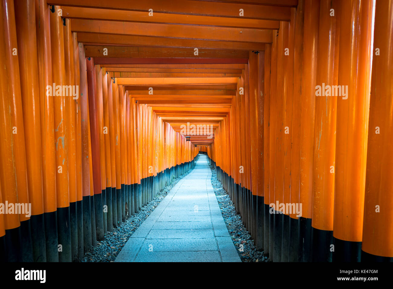 Pfad der Orangen japanische Tore in fushimi Inari, Kyoto Stockfoto