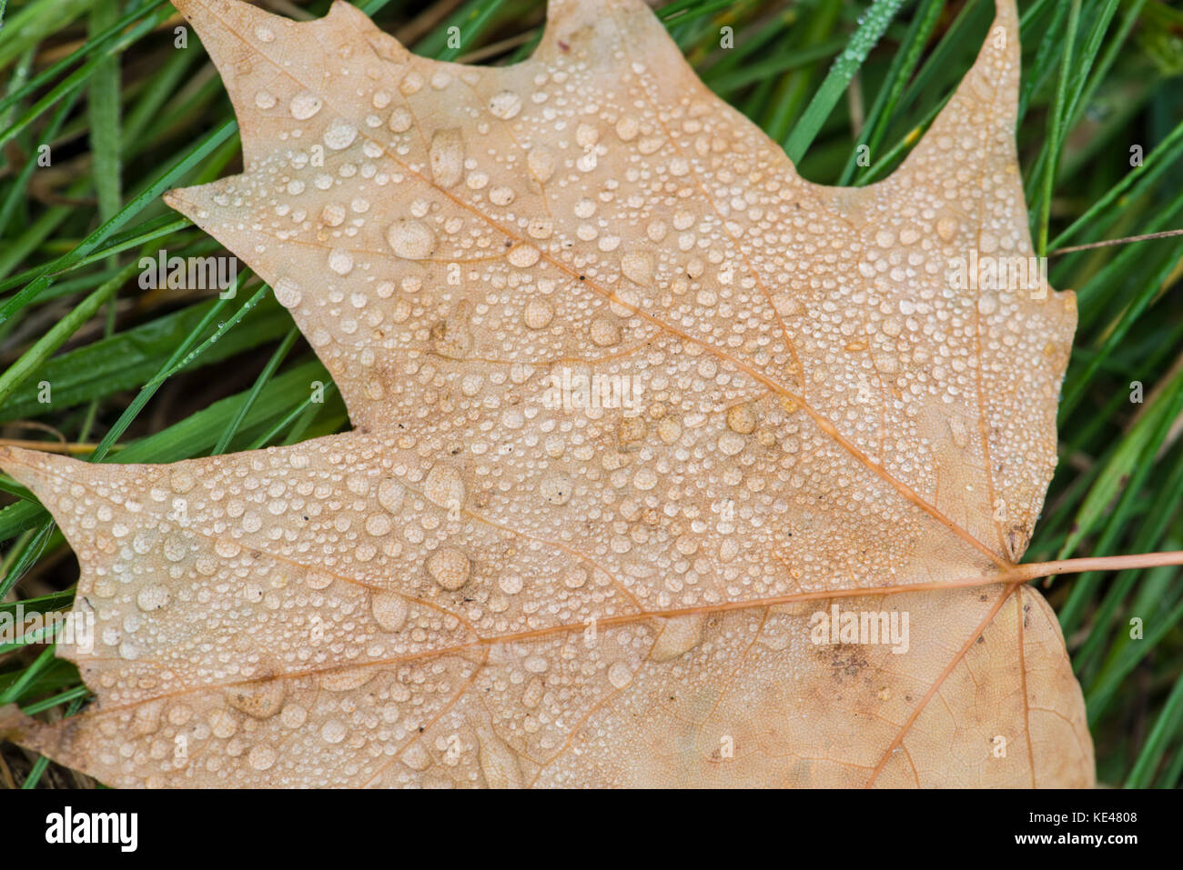 Tau auf gefallene Maple Leaf. Surrey, Großbritannien. Stockfoto