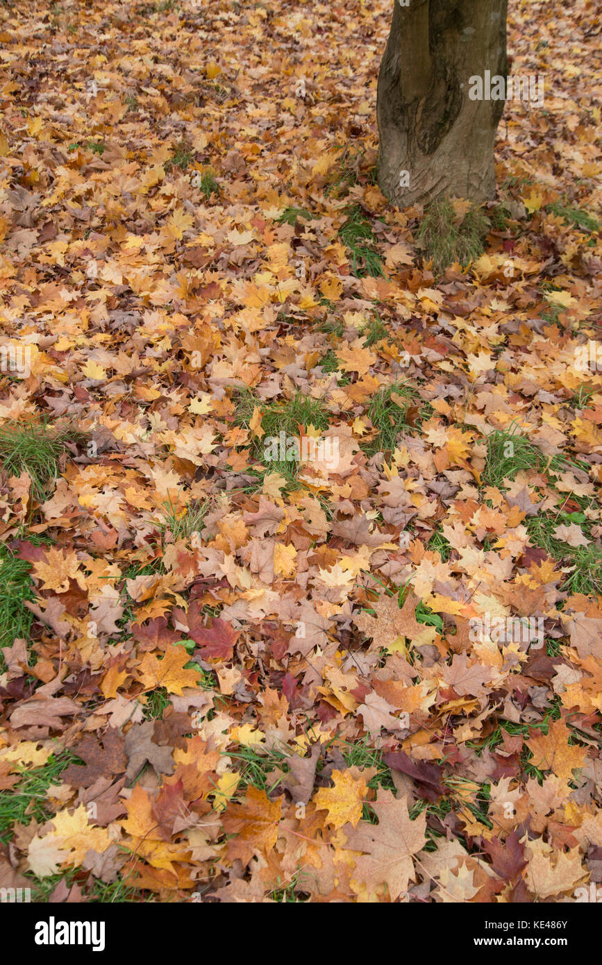 Sugar maple: Acer saccharum. Laub im Herbst. Surrey, Großbritannien Stockfoto