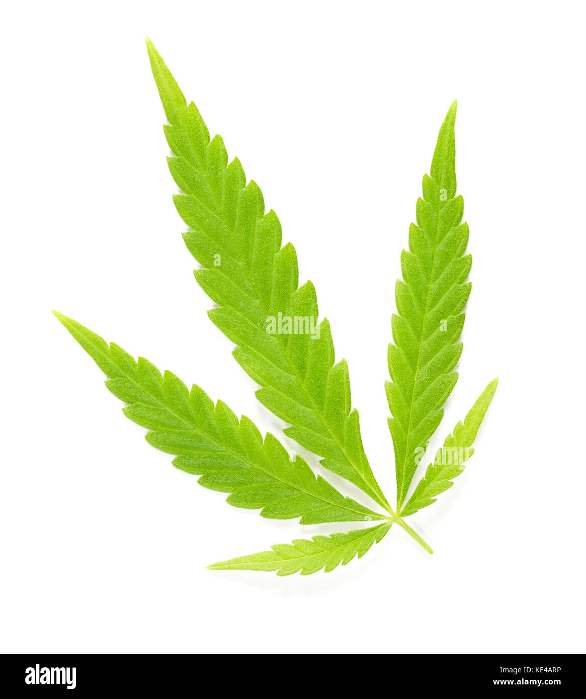Cannabis Ventilator Blatt über Weiß. Frisches grünes Hanfblatt von Cannabis ruderalis als Tee und in der Volksmedizin verwendet. Makro Essen schließen Foto oben. Stockfoto