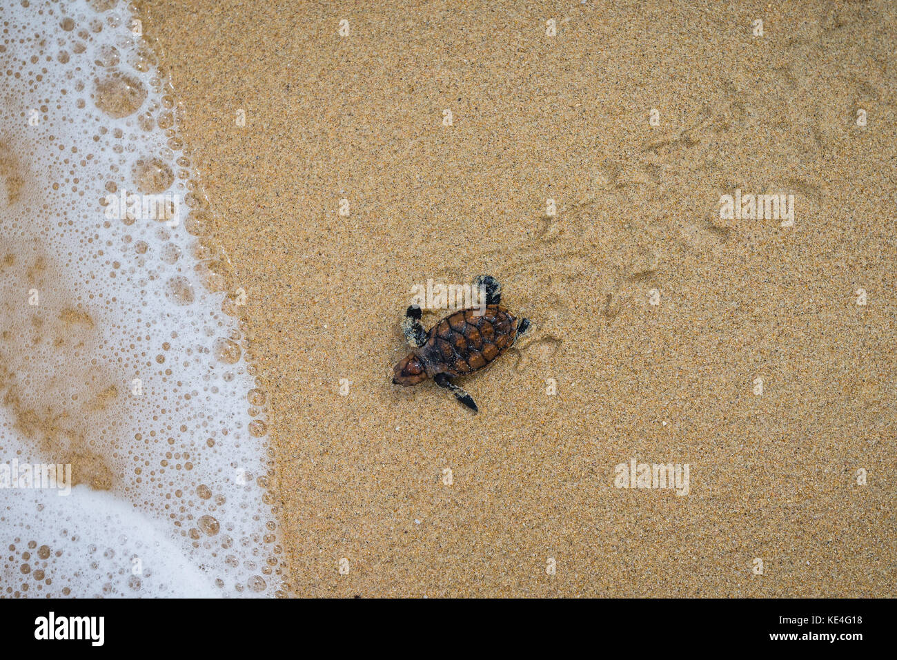 Ein Baby hawksbill Schildkröte macht seinen Weg in den Ozean nach dem Schlupf auf Mullins Strand auf der karibischen Insel Barbados. Stockfoto