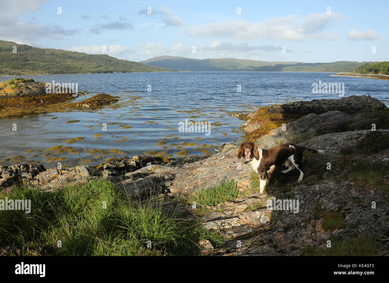 Ein süßer englischer Springer Spaniel Hund (Canis lupus familiaris) steht am Rande des Loch Sunart in Schottland. Stockfoto