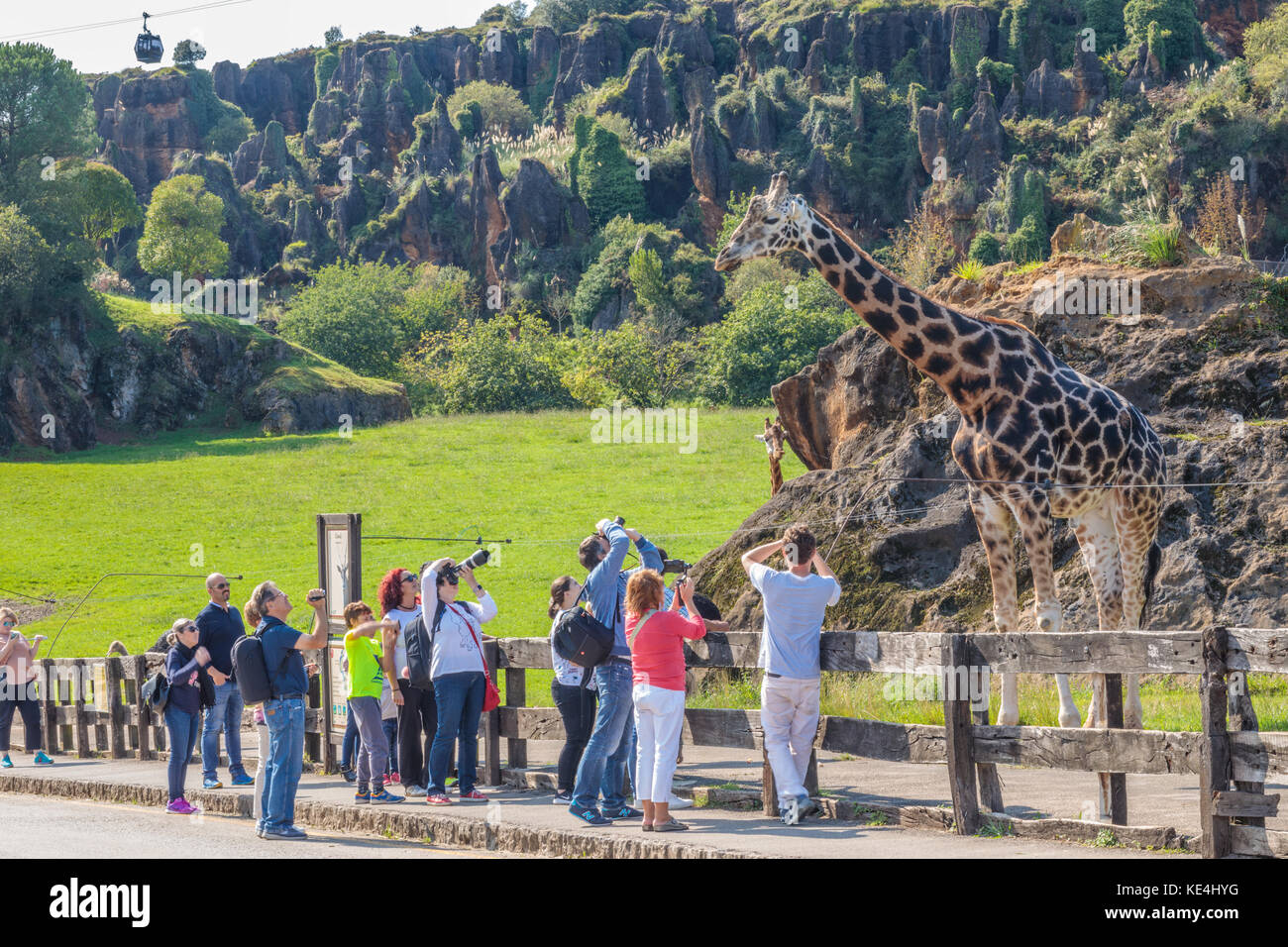 Parque de la Naturaleza de Cabárceno, Giraffe posieren für die Kameras Stockfoto