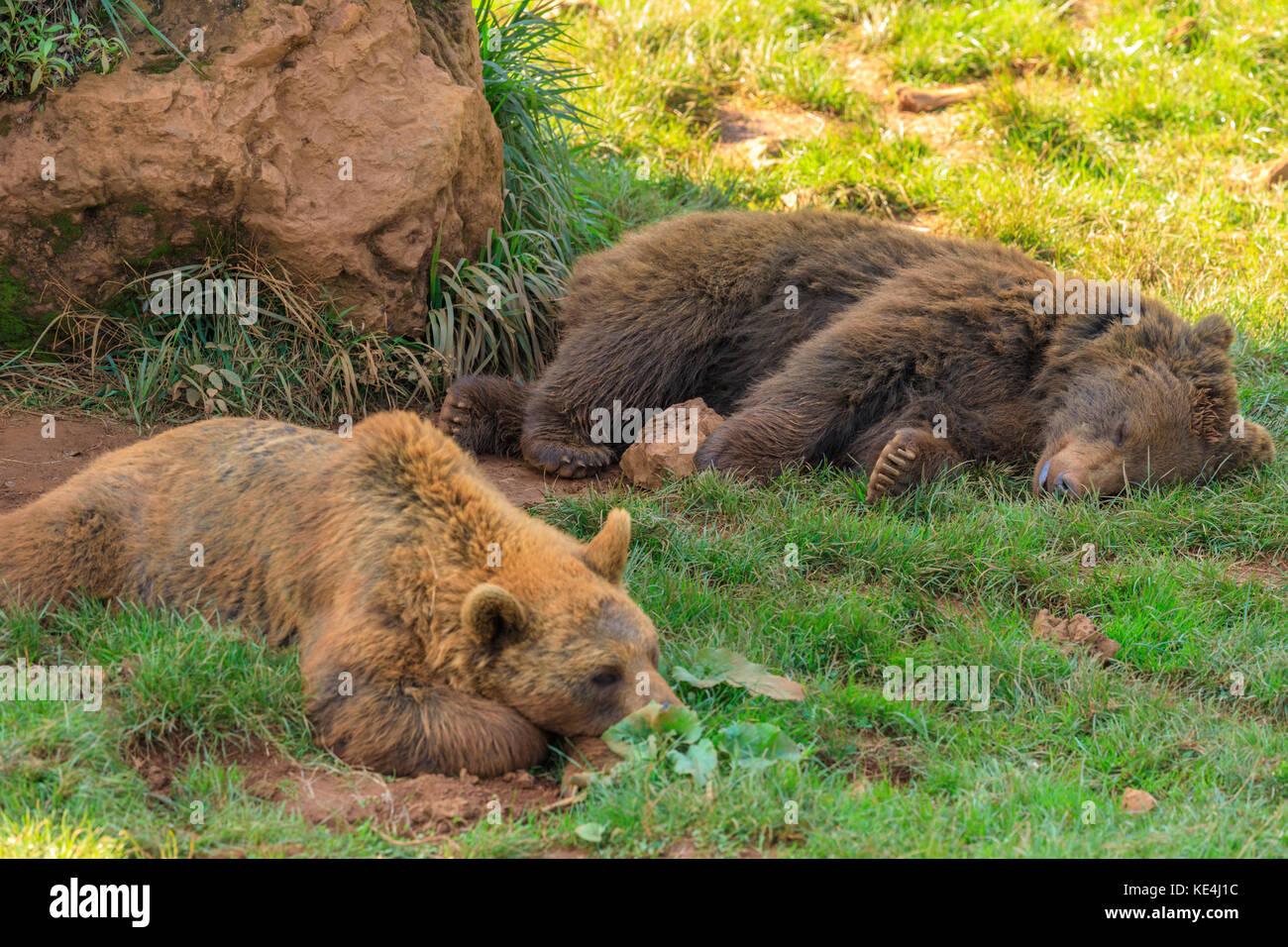 Bären in der Wiese, Parque de la Naturaleza de Cabárceno, Spanien Stockfoto Bären in der Wiese, Parque de la Naturaleza de Cabárceno, Spanien Stockfoto