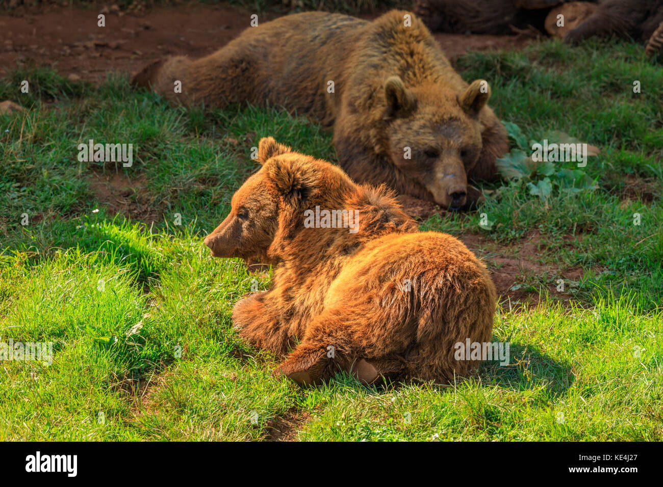 Bären in der Wiese, Parque de la Naturaleza de Cabárceno, Spanien Stockfoto