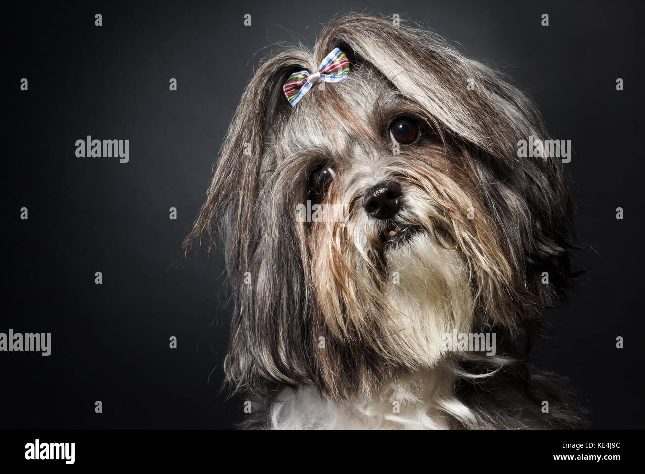 In der Nähe studio Portrait eines süßen Bichon Havaneser Hund mit Schleife, den Kopf schief auf schwarzem Hintergrund. Platz für Text Stockfoto