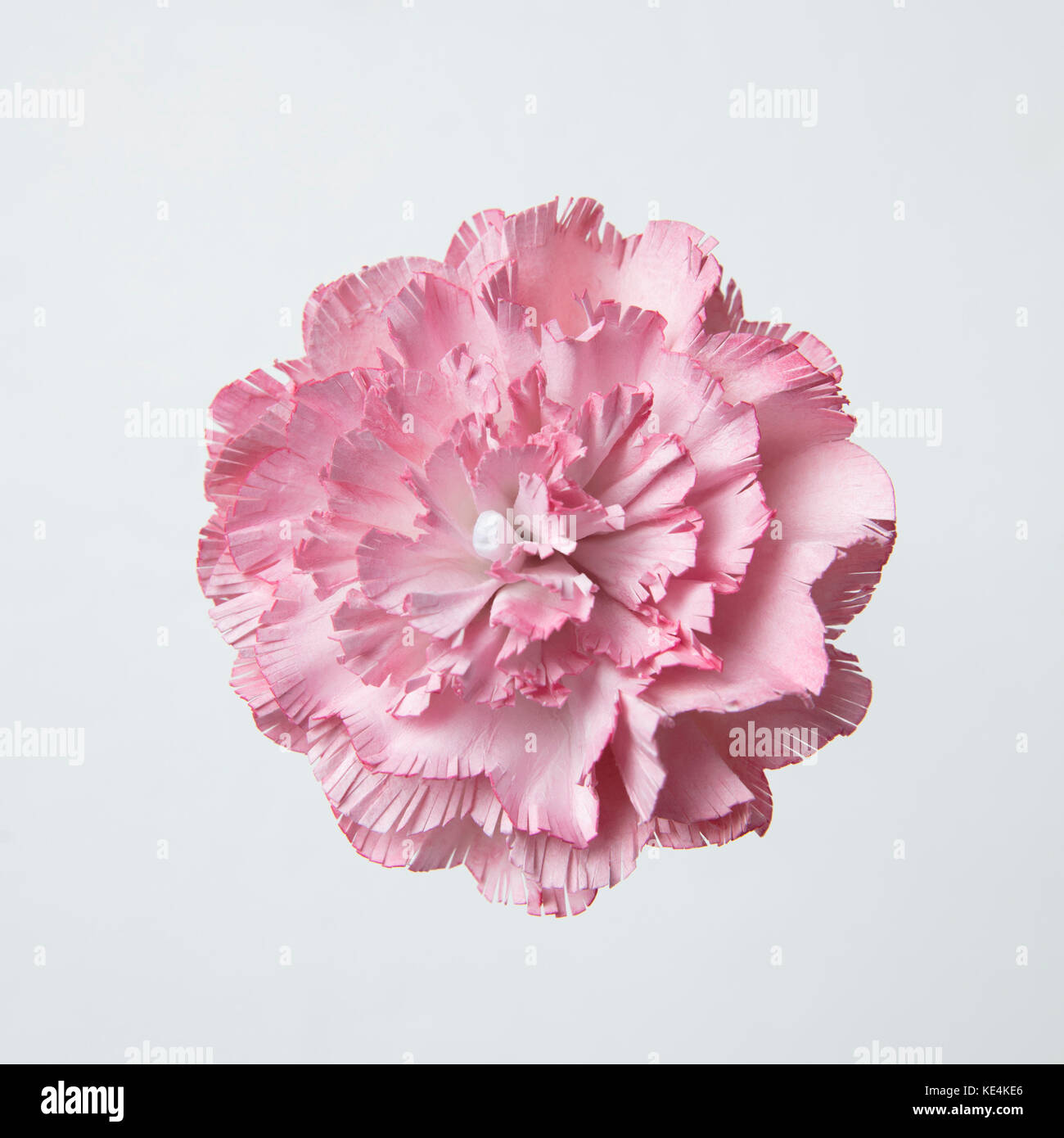 Ein rosa Nelke Blume, Papier Artwork Stockfoto