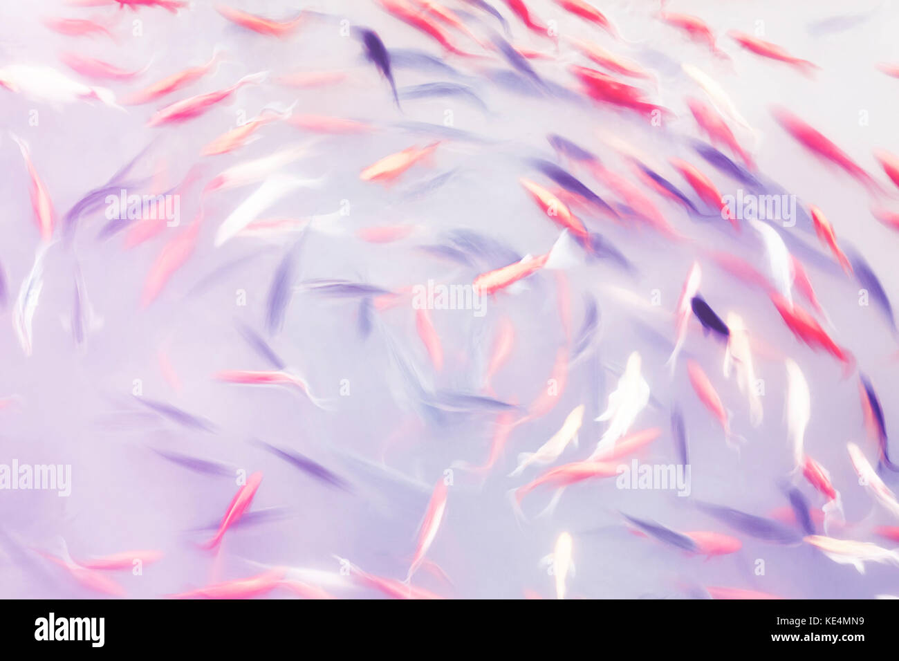 Abstrakte künstlerischen Hintergrund von Bewegungsunschärfe Fische in einem Teich, Farbe Tonen angewendet. Stockfoto