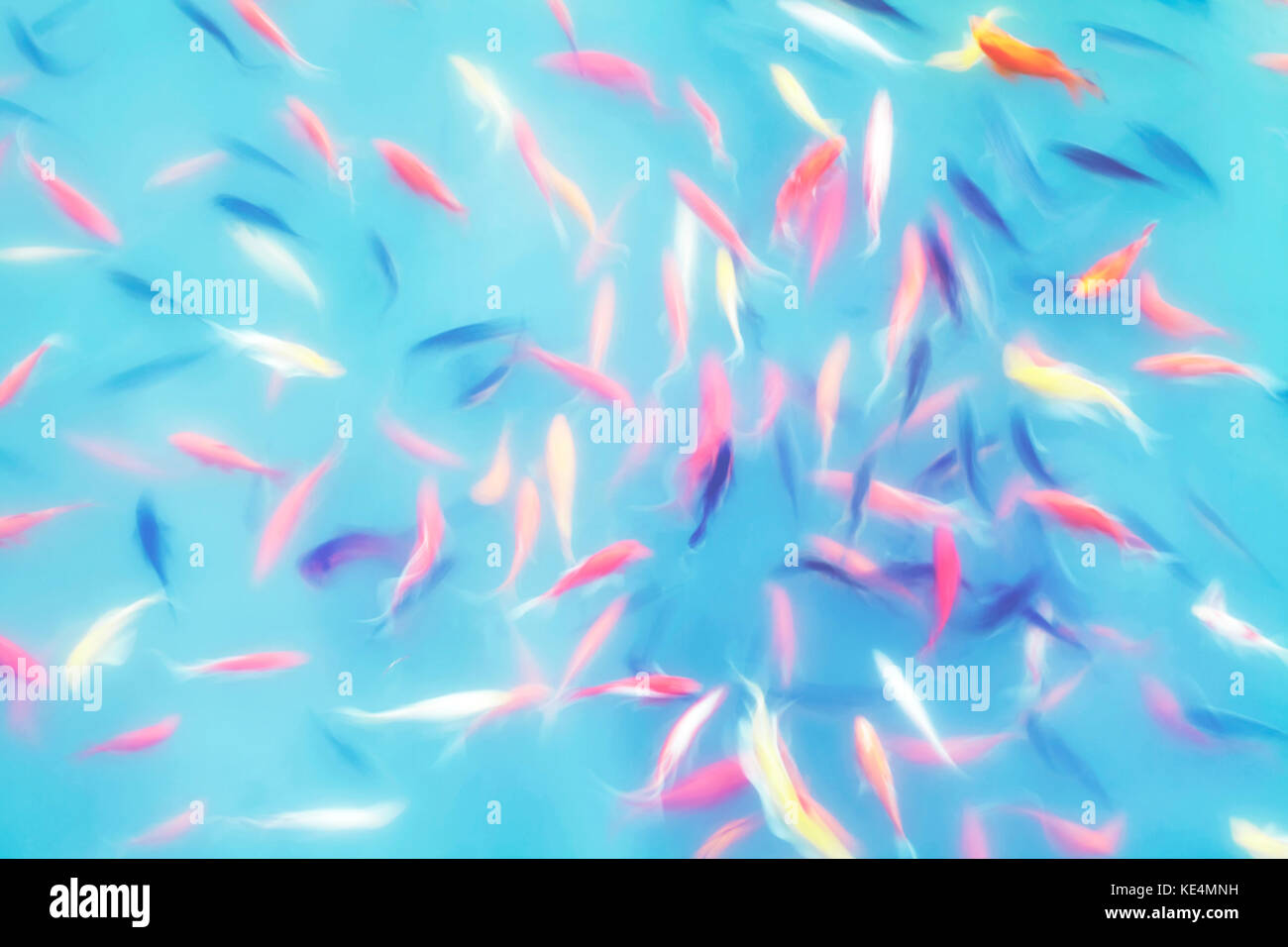 Abstrakte künstlerischen Hintergrund von Bewegungsunschärfe Fische in einem Teich, Farbe Tonen angewendet. Stockfoto