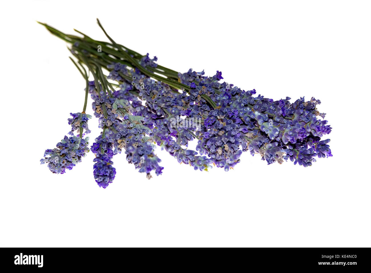 Trockene Bündel von Lavendel. Duft von Lavendel, auf weißem Hintergrund Stockfoto