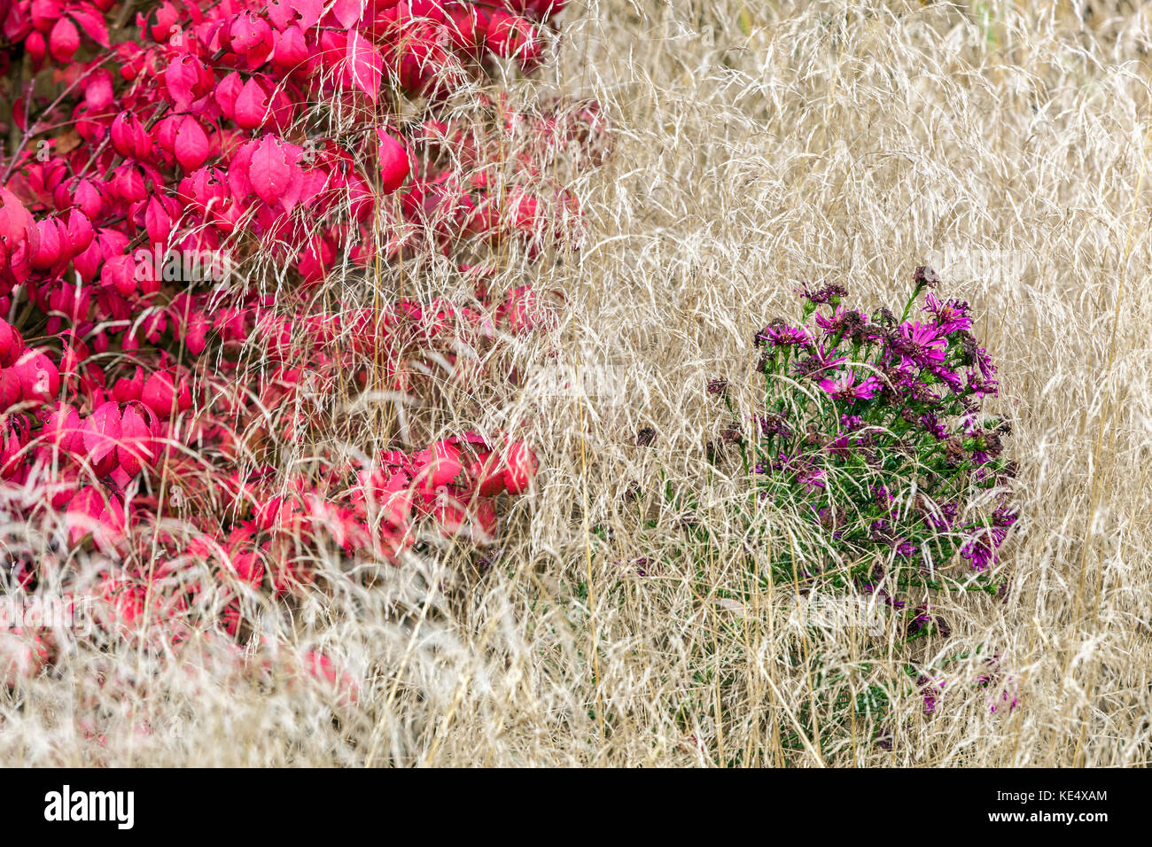 Euonymus alatus rote Herbstblätter Grenze und Aster in trockenem Gras schöne färbende Pflanzen, rot-lila bunte Herbst-Kombination im Garten Stockfoto