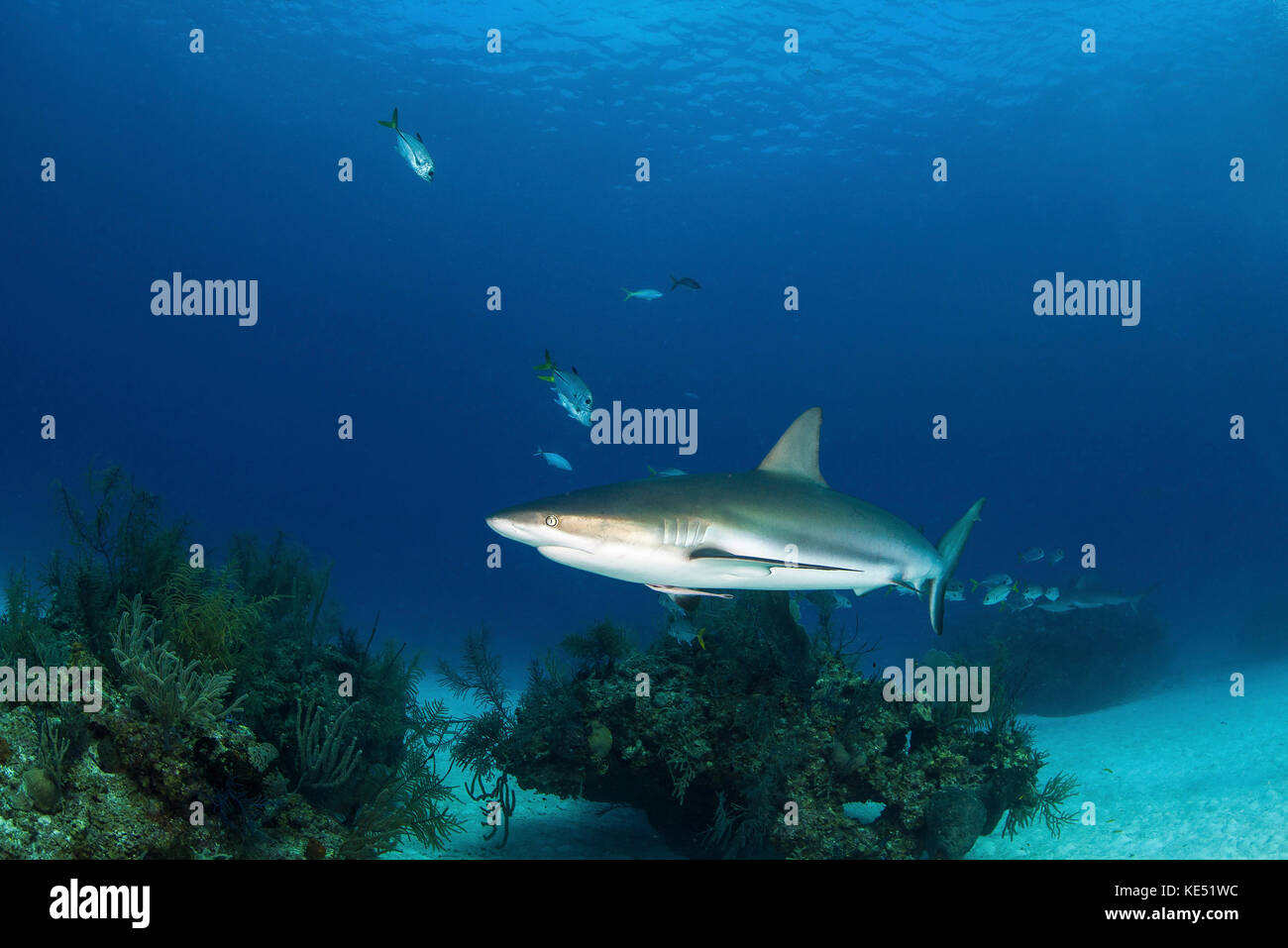 Caribbean Reef Shark, Grand Bahama, Bahamas. Stockfoto