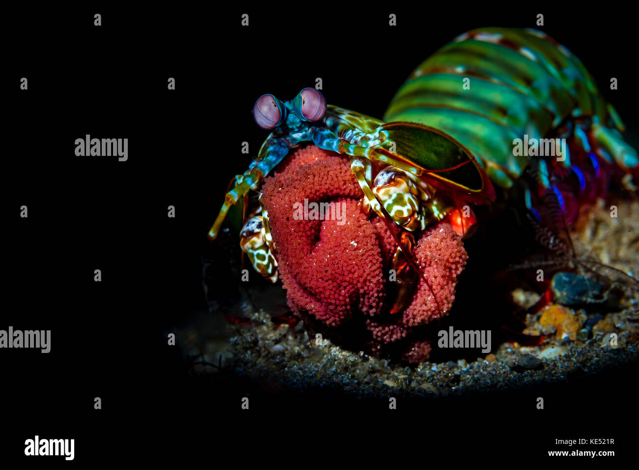Peacock Mantis Shrimps mit ihren Eiern, Anilao, Philippinen. Stockfoto
