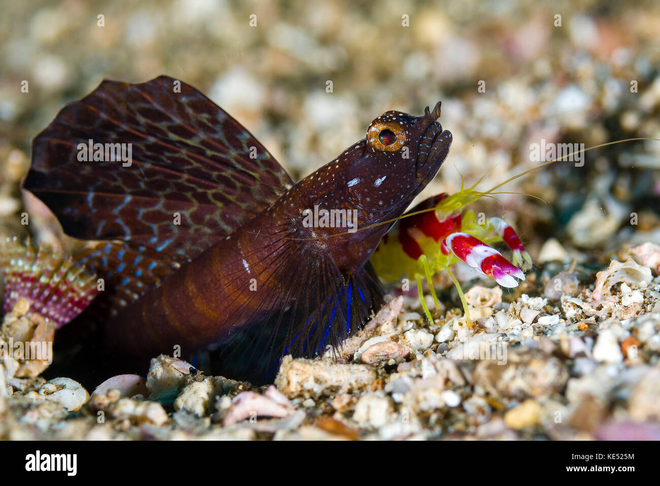 Randall's Shrimps mit einem herrlichen Shrimps Goby, Anilao, Philippinen. Stockfoto