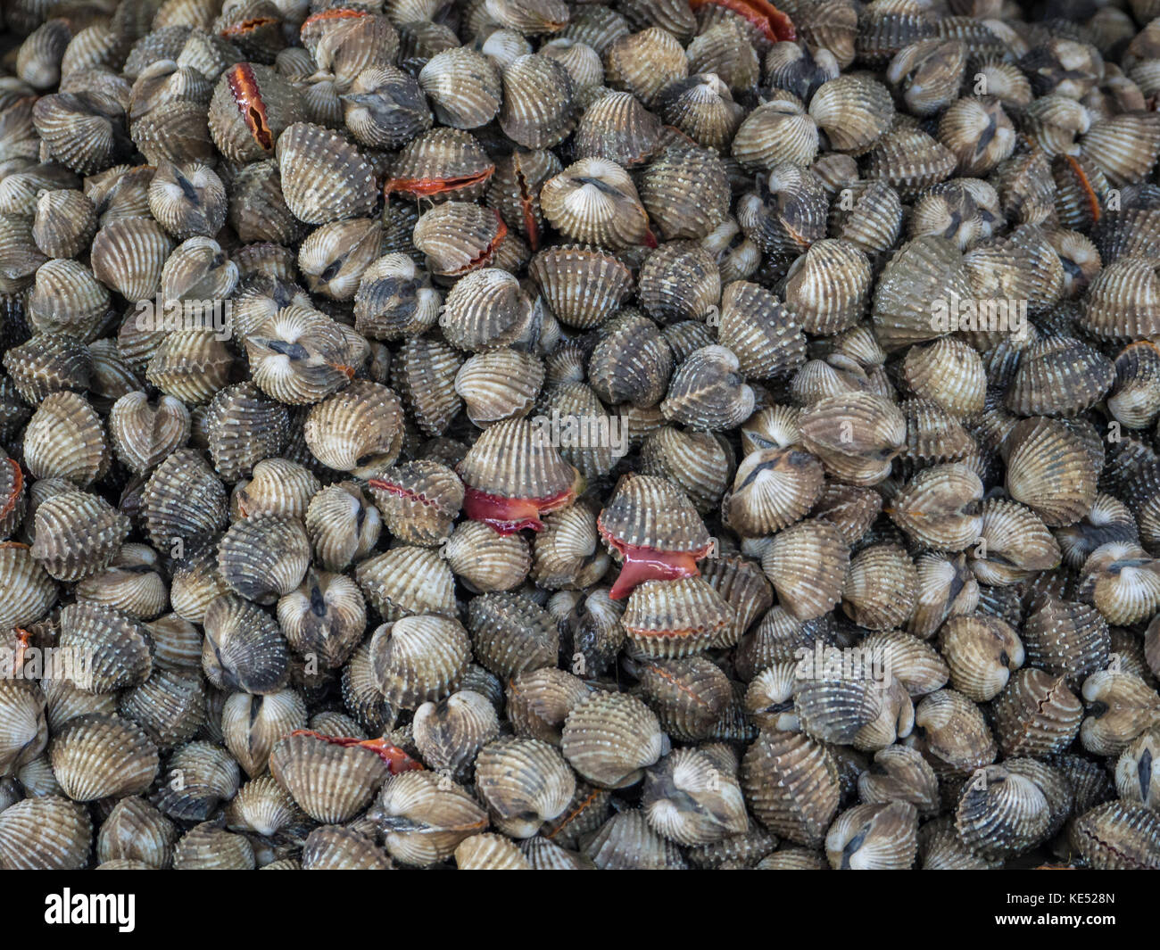 Frische herzmuscheln oder Blut Herzmuscheln in lokalen Seafood Market in Thailand Stockfoto